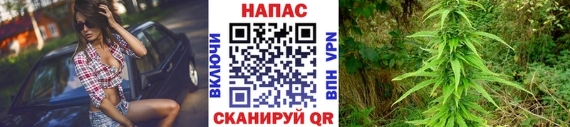 Конопля Bruce Banner  Купить  Кяхта 